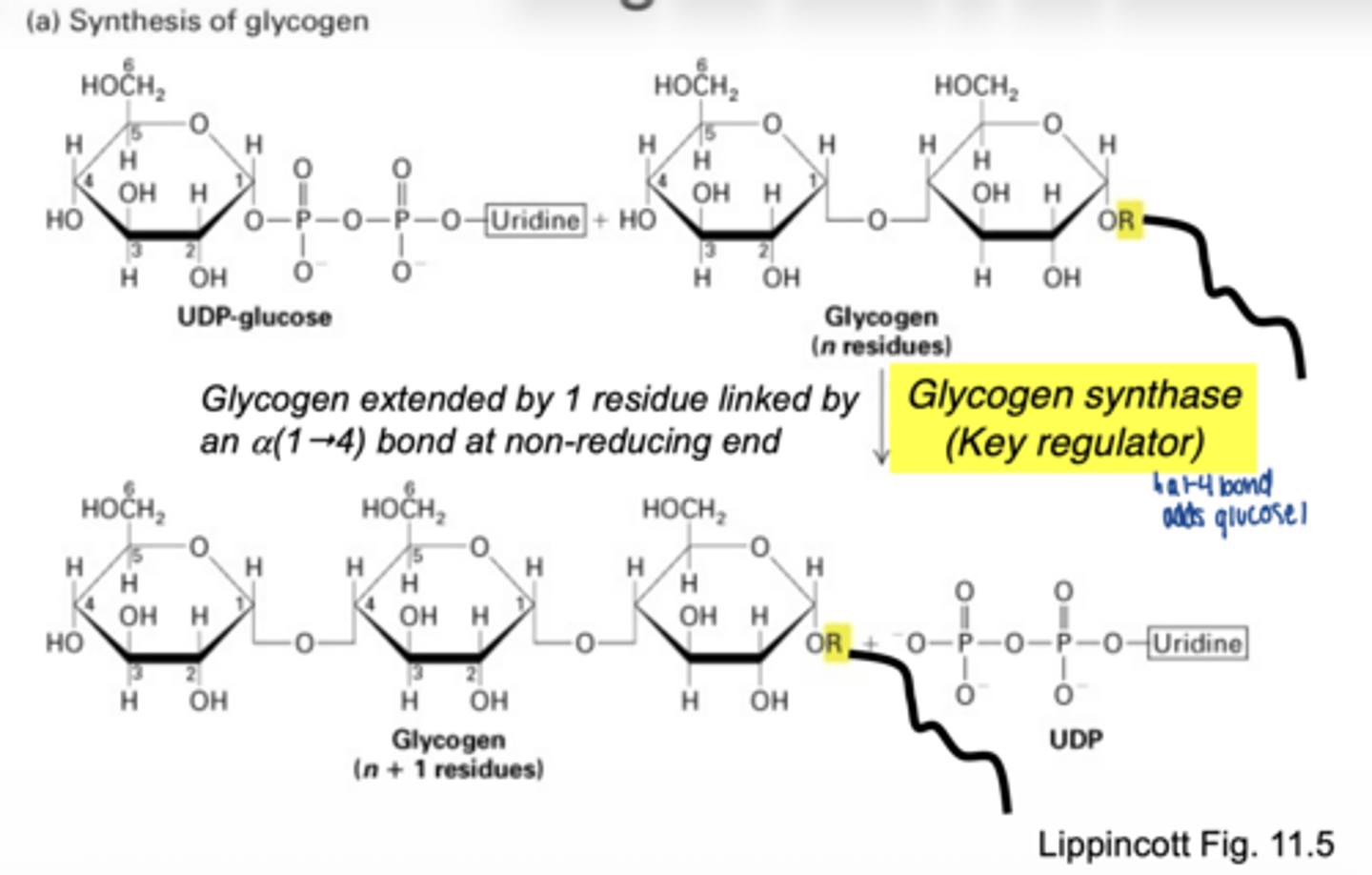 <p>a primer protein called glycogenin</p>