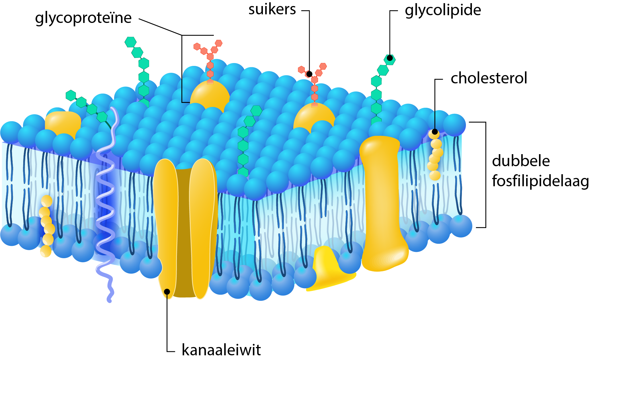 Cholesterol zorgt voor de juiste vloeibaarheid in het celmembraan