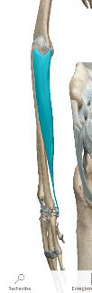 <p>Fléchisseur ulnaire du carpe</p>
