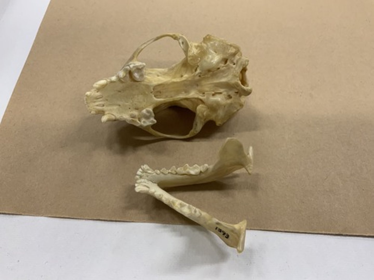 <p>Family, Suborder, Order, Infraclass, Subclass</p><p>-8 teeth</p><p>-square last M</p><p>-shorter palate length</p>