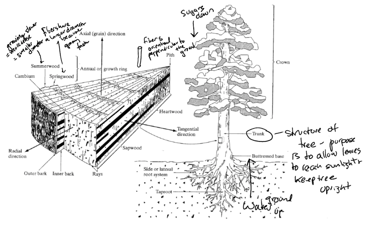 * summer wood: grow slower = more dense = smaller diameter
* spring wood: fiber share larger diameter bc growing faster
* fibers orient perpendicular to grain
* water travel from ground up
* trunk: allow leaves to reach sunlight; keep tree upright