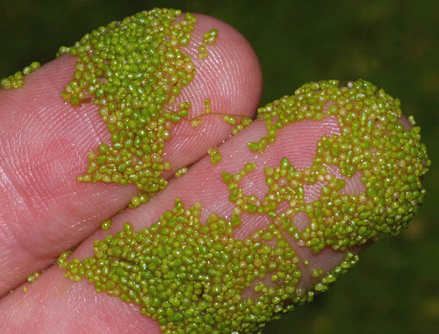 <p>duckweed (wolffia)</p>