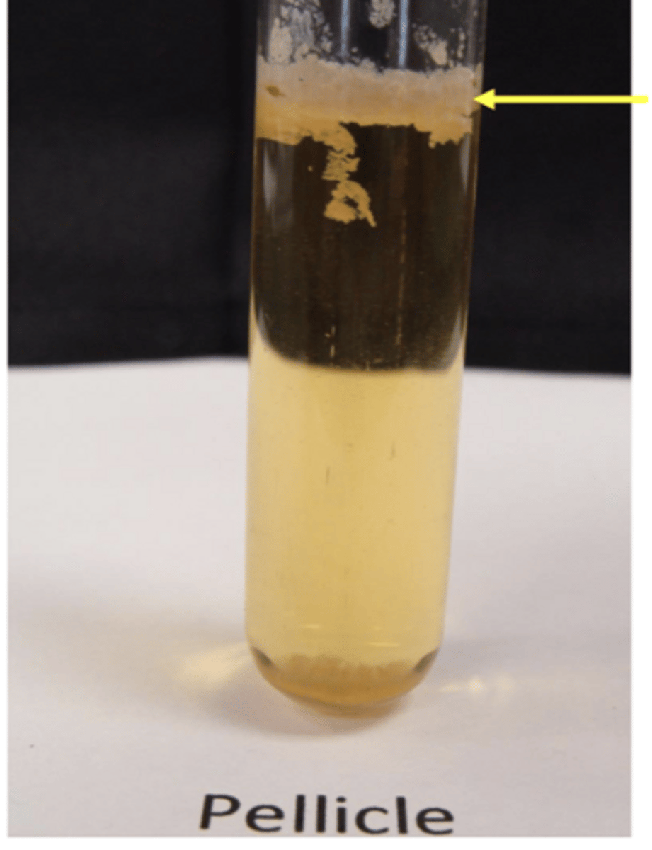 <p>- growth at the top</p><p>EX: bacillus</p>