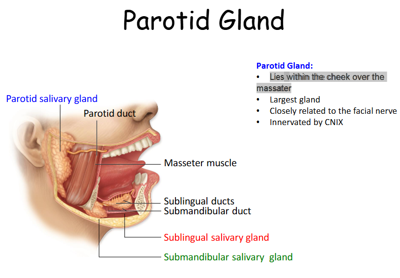 <p>Yes, it is the largest salivary gland.  </p>