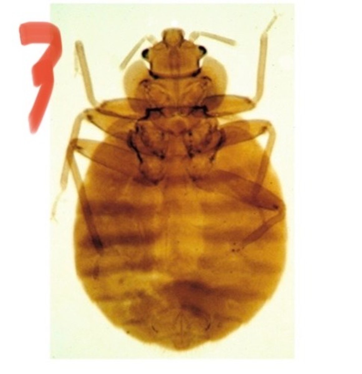 <p>The genus and species of the bed bug is</p>