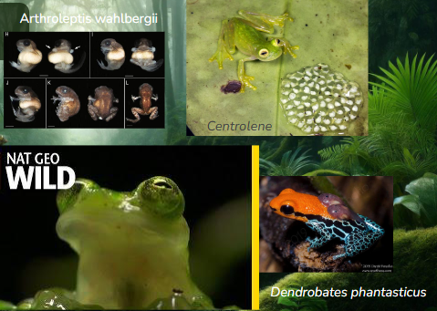 <ul><li><p>Aquactic vs terrestrial egg deposition </p></li><li><p>Egg-laying vs direct development (29%)</p></li><li><p>Diverse parental care</p><ul><li><p>Tadpole transport</p></li><li><p>Guarding </p></li><li><p>Mosturising clutch</p></li></ul></li></ul><p></p>