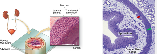 <ul><li><p>hollow tubes of smooth muscle </p></li><li><p>urothelium can be from 3-5 layers</p></li></ul><p></p>