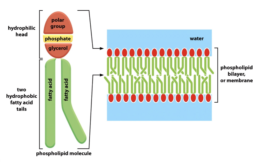 <p>lipid bilayer</p>