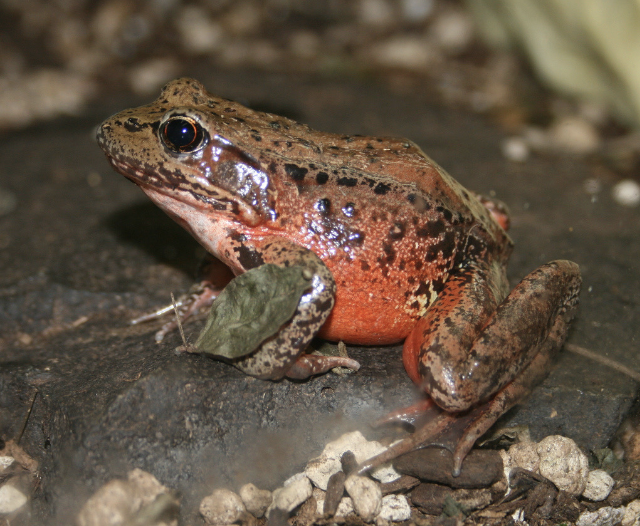 <p>Red-legged Frog</p>