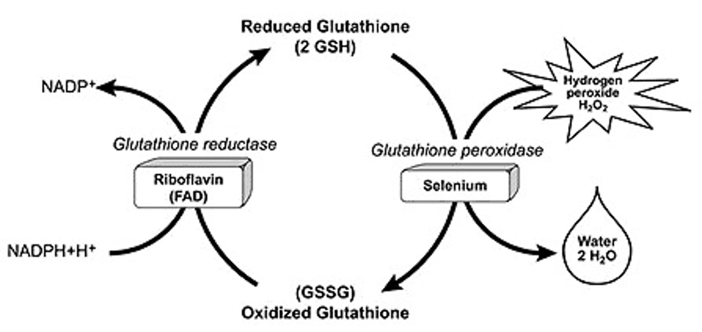 <p>NADPH is responsible for reducing antioxidants (such as glutathione), converting them into their active form.</p>