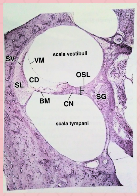 <p>Identify the specimen.</p>