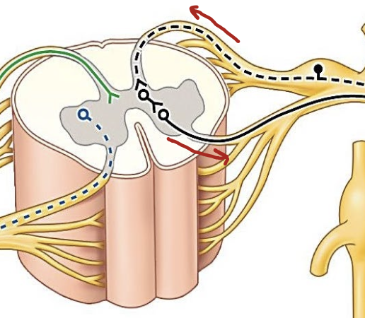 <p>Which direction does sensory information go?</p>