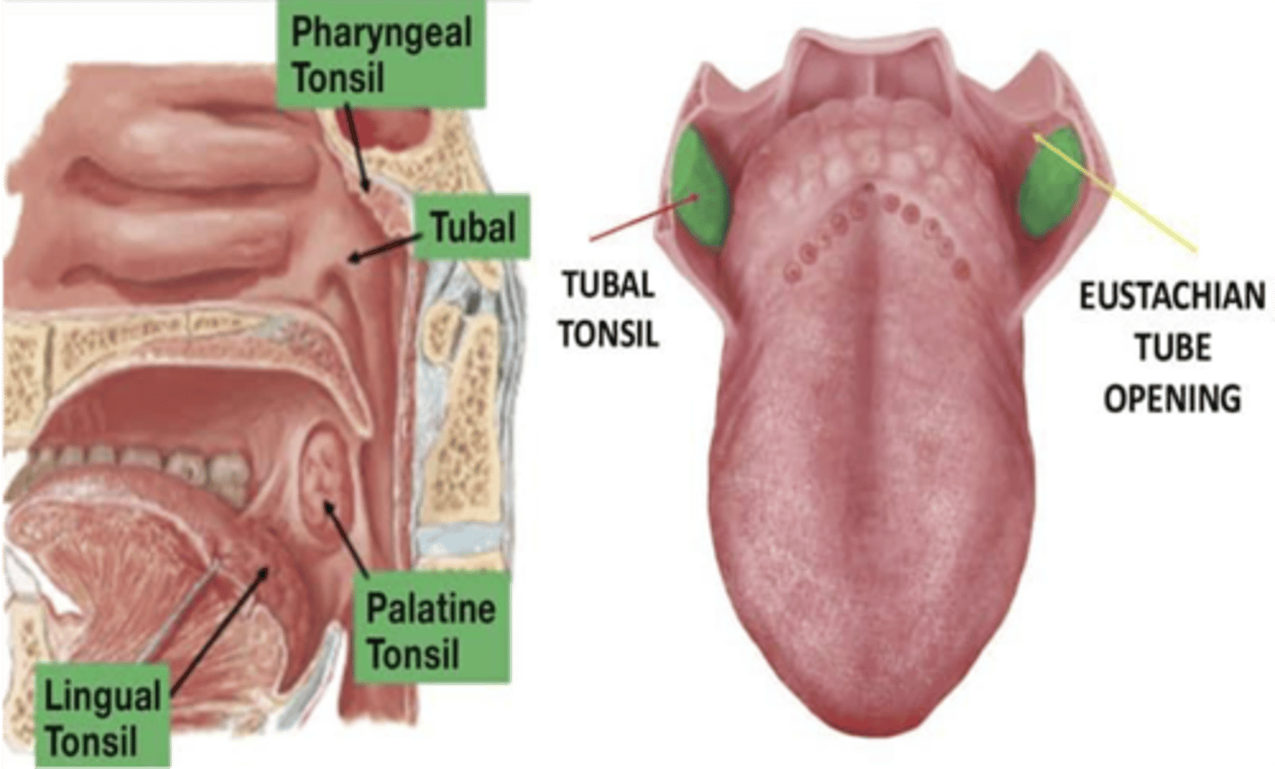 <p>Eustachian tonsils</p>