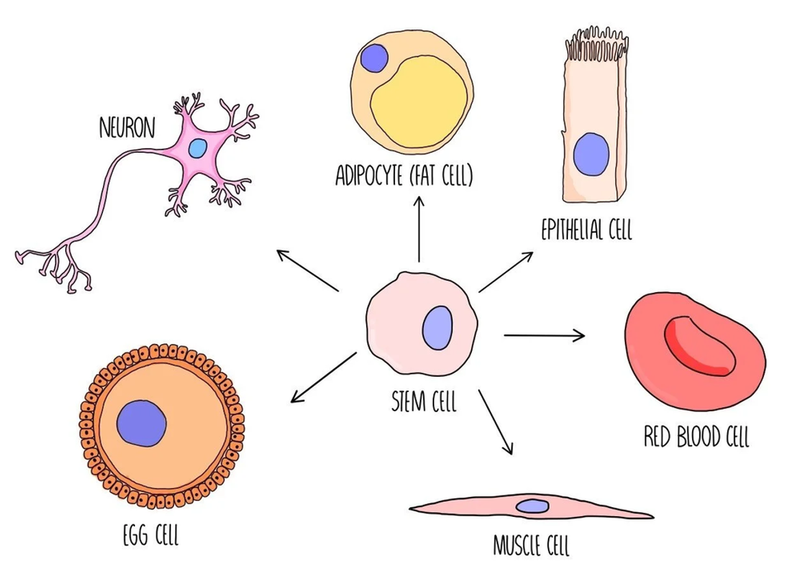 <p><span>Stem cells or specialised cells. Specialised cells being cells with a specific function with is structure modified to help carry out that function</span></p>