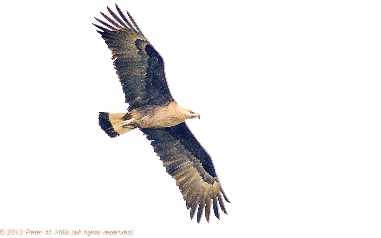 <p>Pallas Fish Eagle</p>