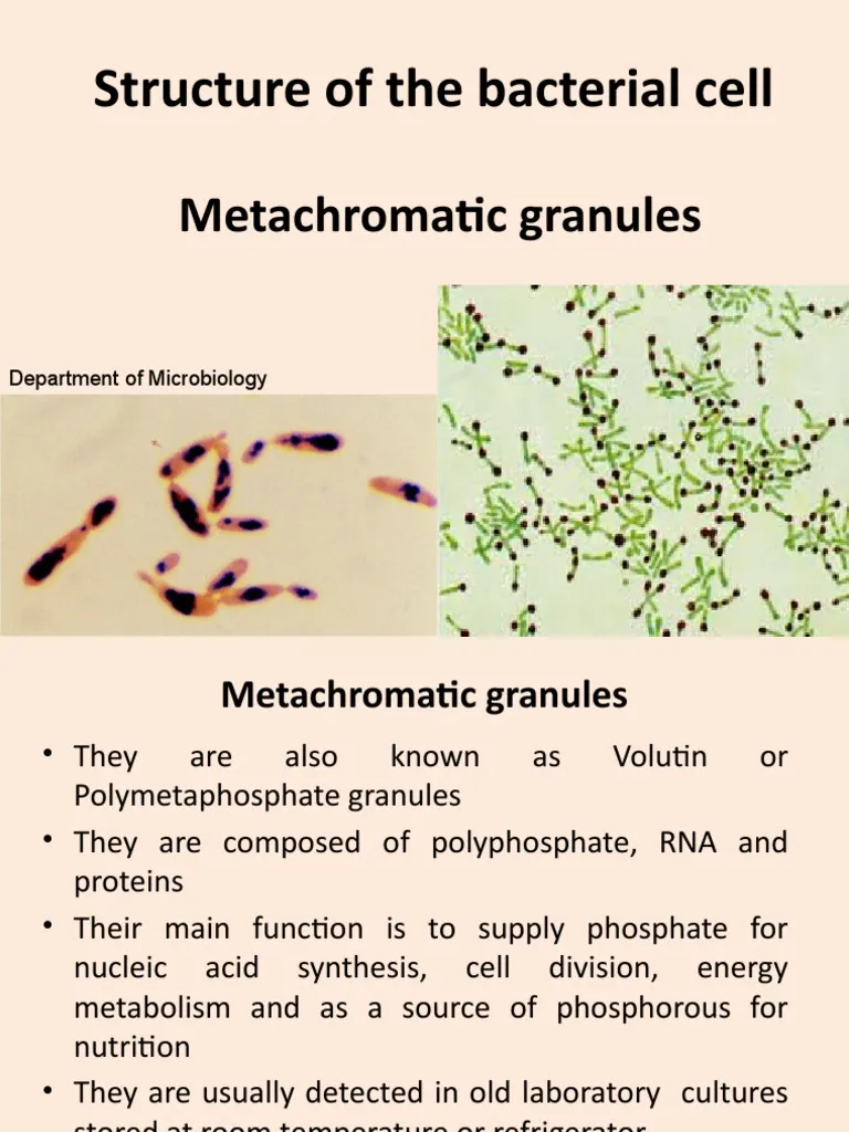 <p>Granules that stain blue and red, characteristic of<strong> <em>C. diphtheriae</em>.</strong></p>