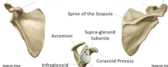 <p>label these structures </p>