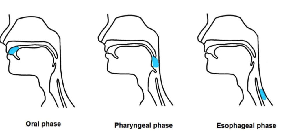 <ul><li><p>Oropharyngeal stage</p></li><li><p>Esophageal stage – involves propulsive movements</p></li></ul><p></p>