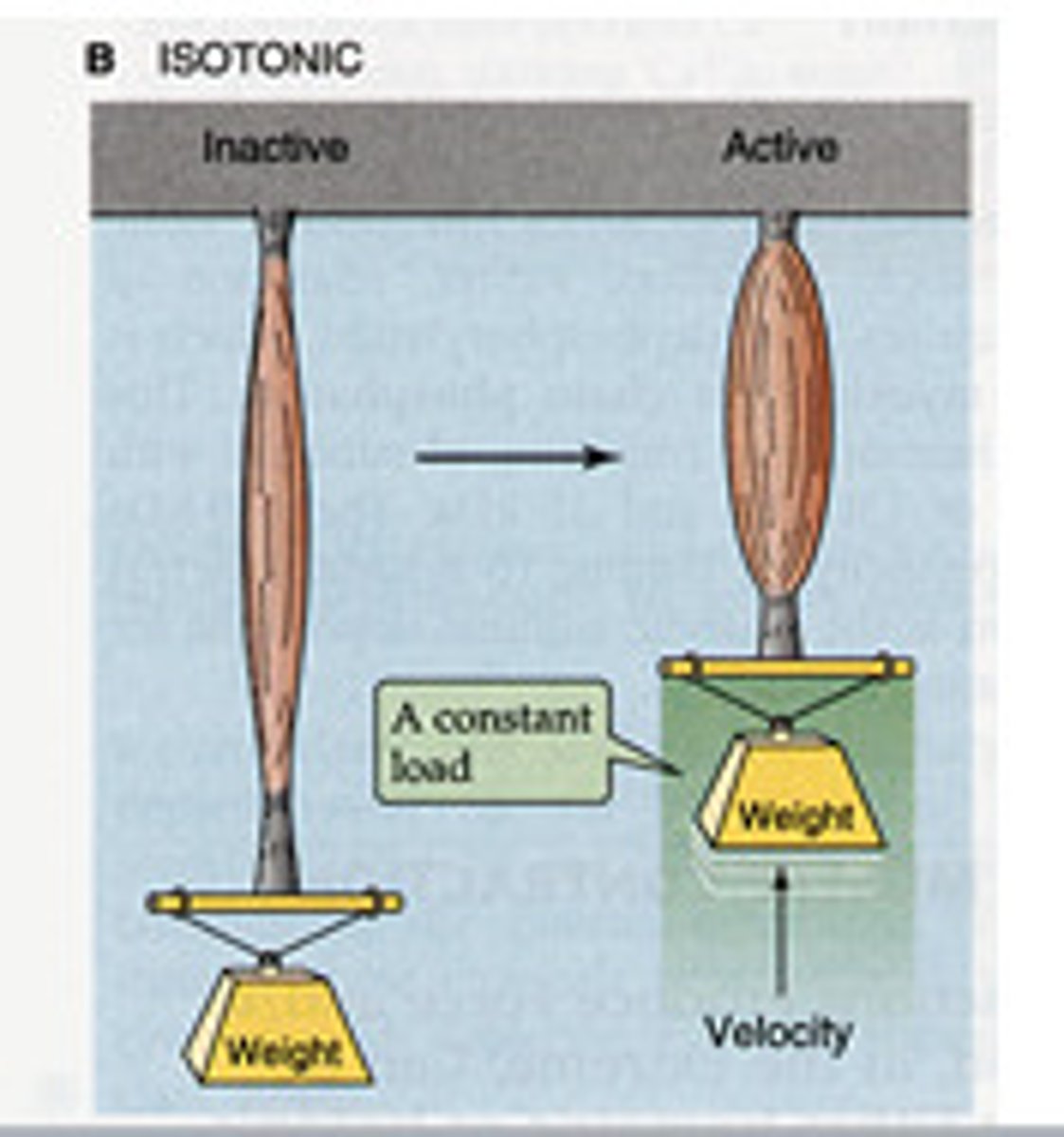 <p>muscle changes in length with no change in tension</p>