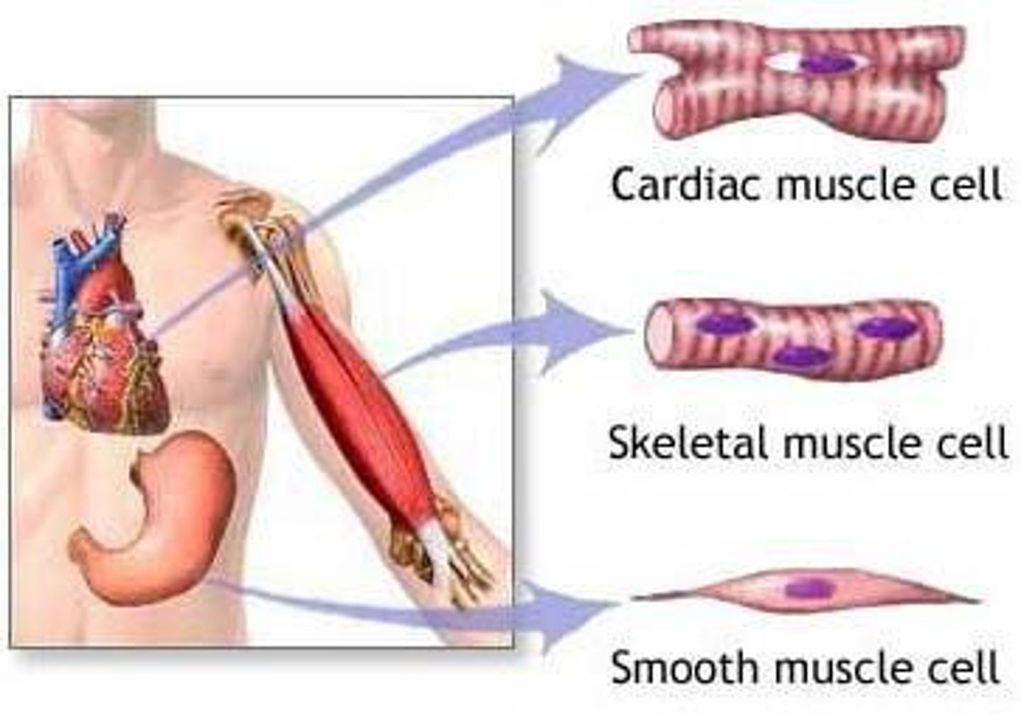 <p>Involuntary, unstriated muscle located in the walls of hollow organs such as blood vessels, digestive tract, airways, and bladder.</p>