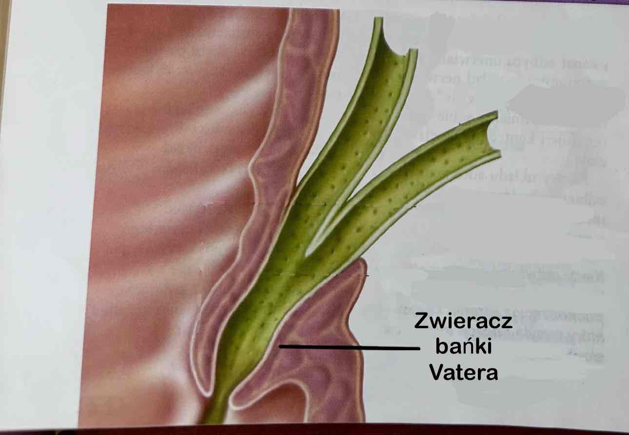 <p>Zwieracz bańki Vatera</p>