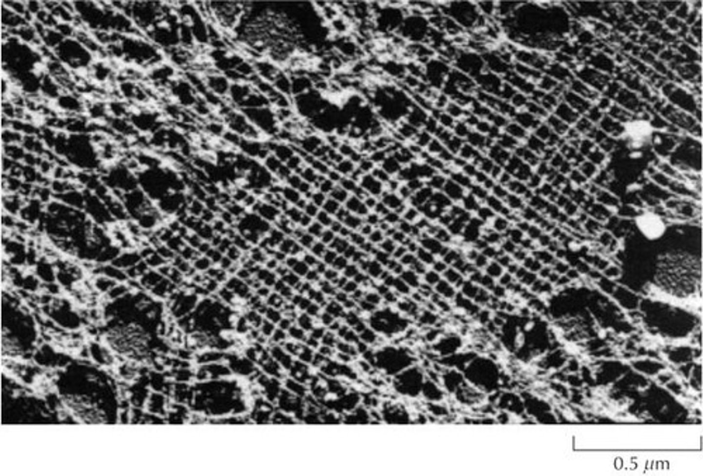 <p>Are helical polymers that play roles in cell shape, movement, and division.</p>