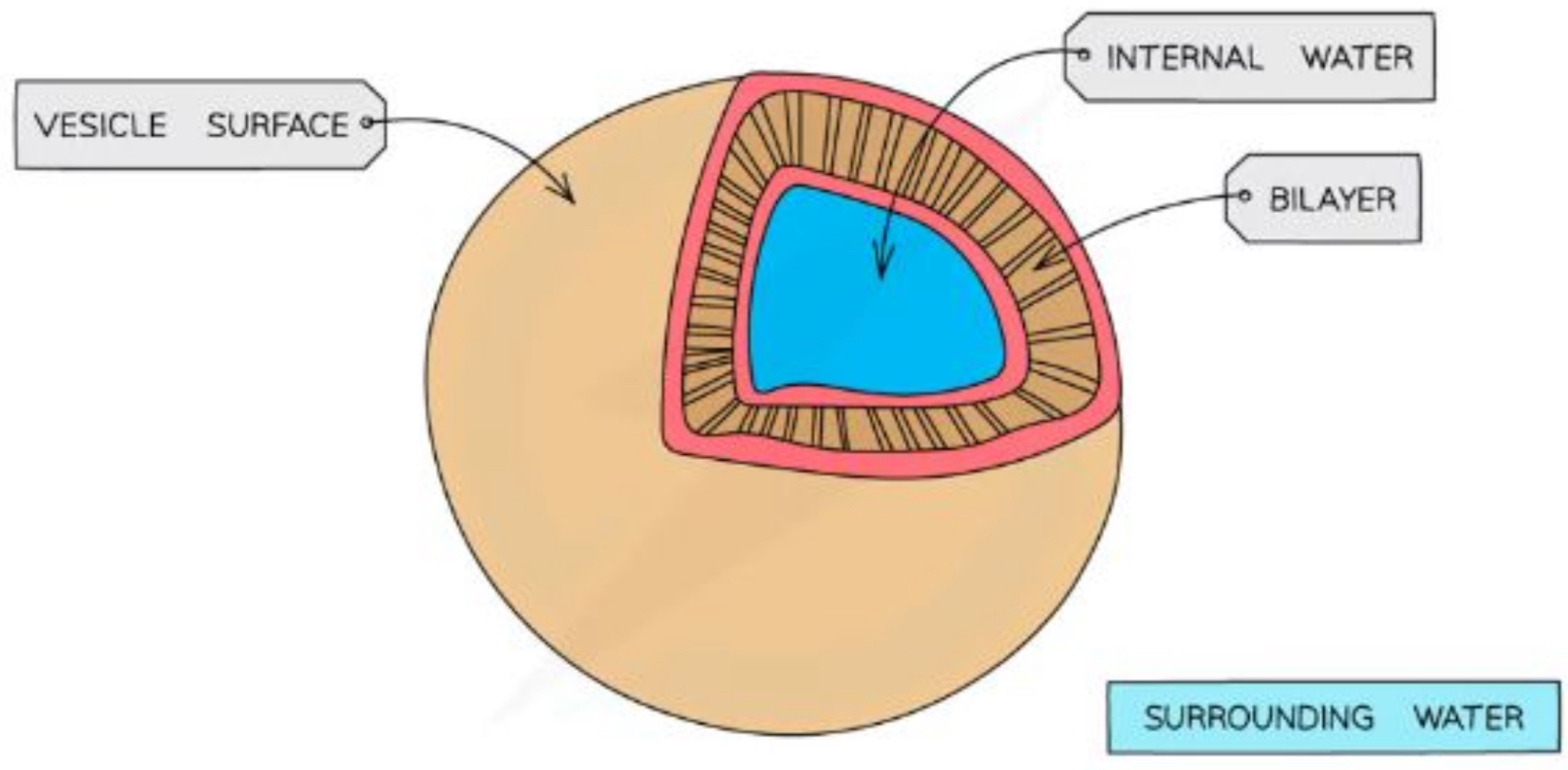 <p>Membrane - bound sacs for transports &amp; storage</p>