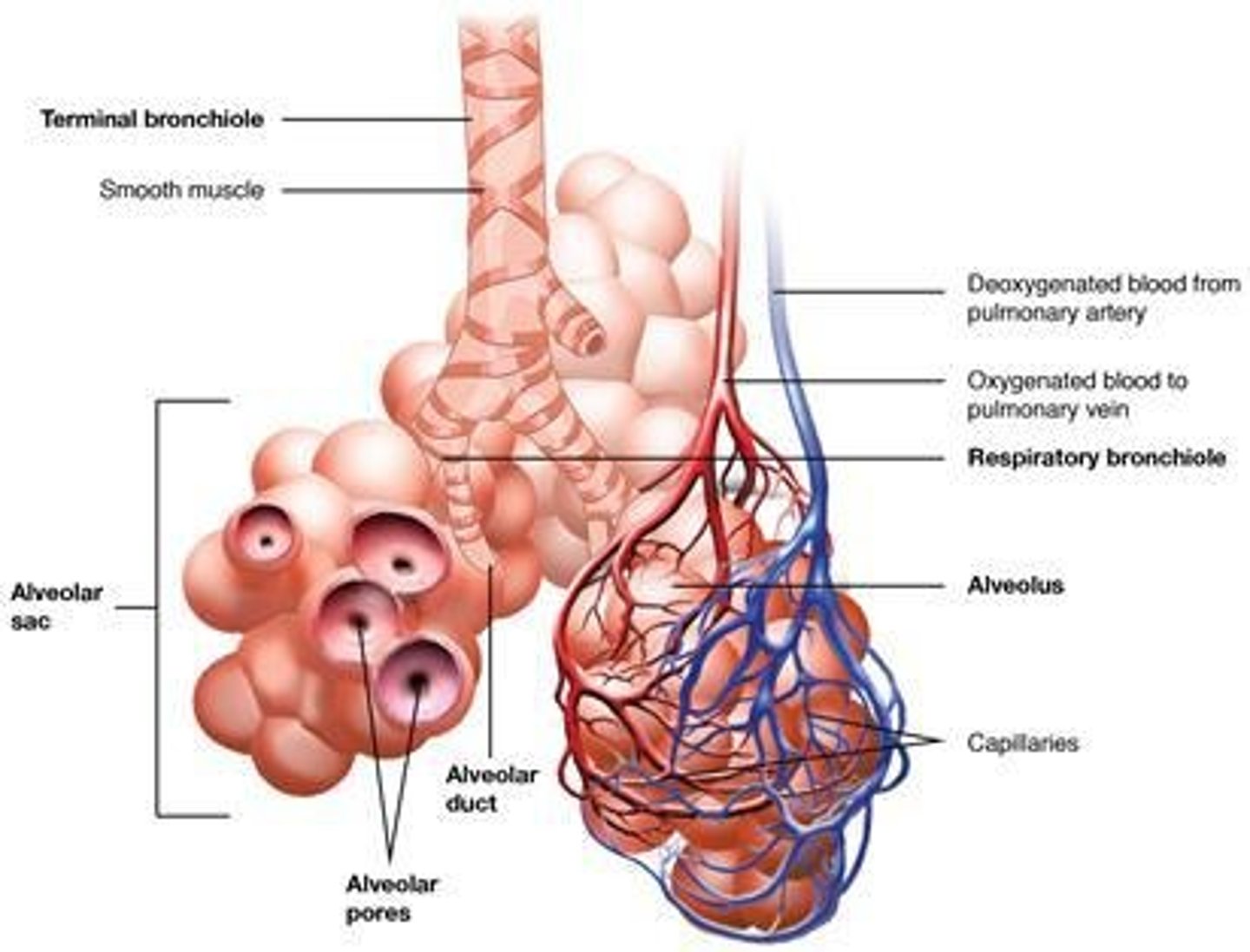 <p>Air sacs where the exchange of oxygen and carbon dioxide takes place.</p>