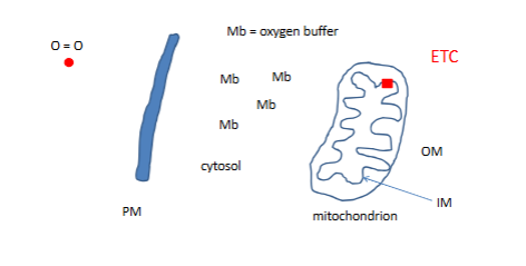 <p>this protien is sittign in muscles cells</p><p>etc is where o becomes water</p><p></p><p>mb has a tricky taks: how do yuo carry )2 without becoming oxdized</p><p>Mb 17000MW</p><p></p><p>the functional protein has heme ← protroporphin IX +Fe2+</p><p></p><p>apoprotein with out function</p><p></p><p></p>