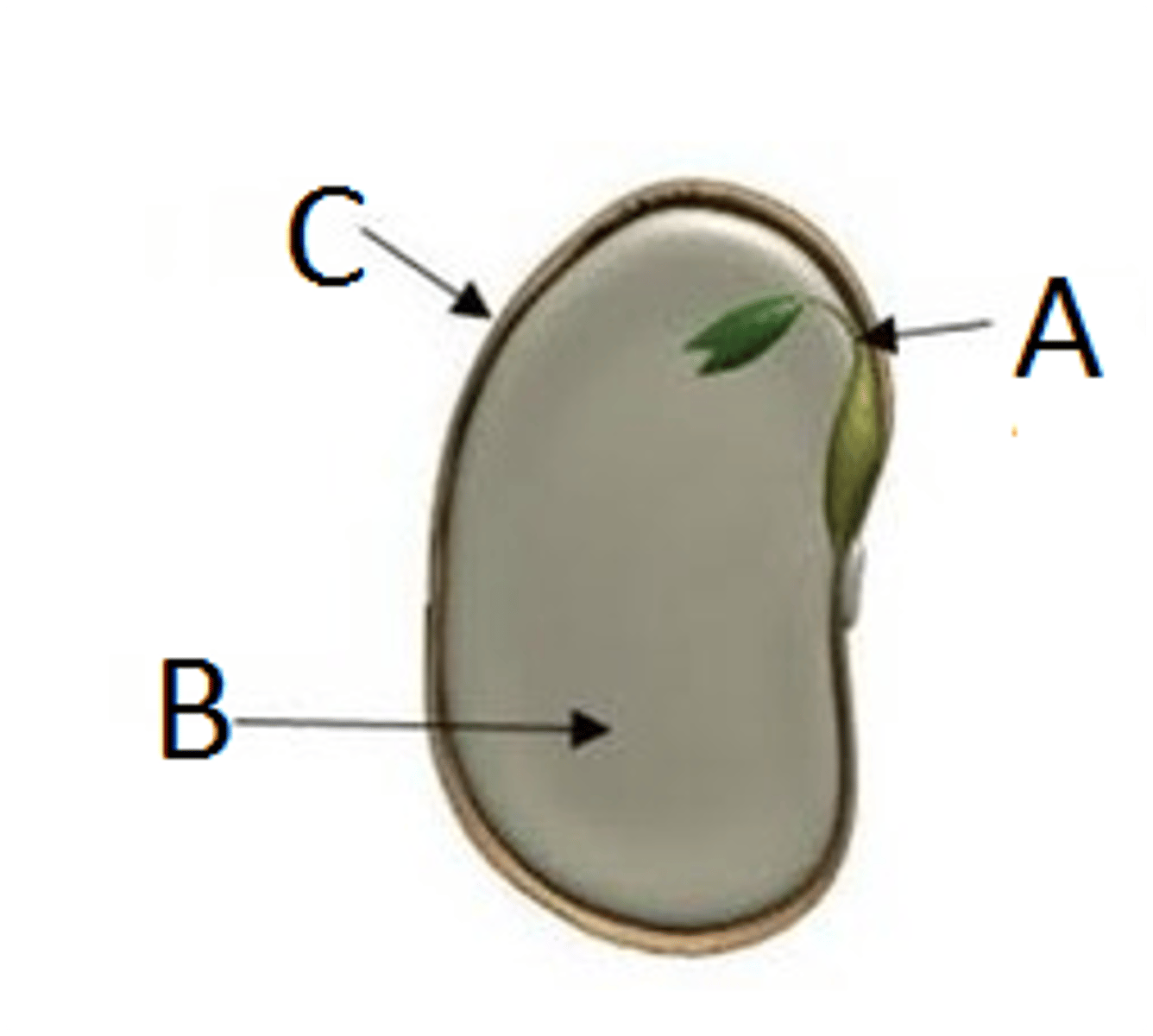 <p>The embryonic leaf of a seed (B in the diagram)</p>