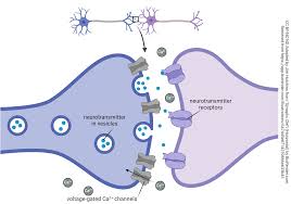 <ul><li><p>gap between the terminal button and the next neuron</p></li><li><p>where axons connect</p></li></ul><p></p>