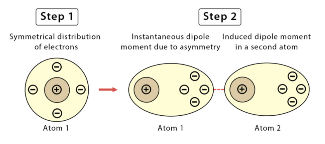 <ul><li><p>Occurs between a <strong>polar molecule</strong> and a <strong>non-polar molecule</strong>.</p></li><li><p>The <strong>polar molecule induces a dipole</strong> in the non-polar molecule by <strong>shifting its electron cloud</strong>.</p></li><li><p>Strength increases with <strong>higher polarizability</strong> of the non-polar molecule.</p></li></ul><p></p>