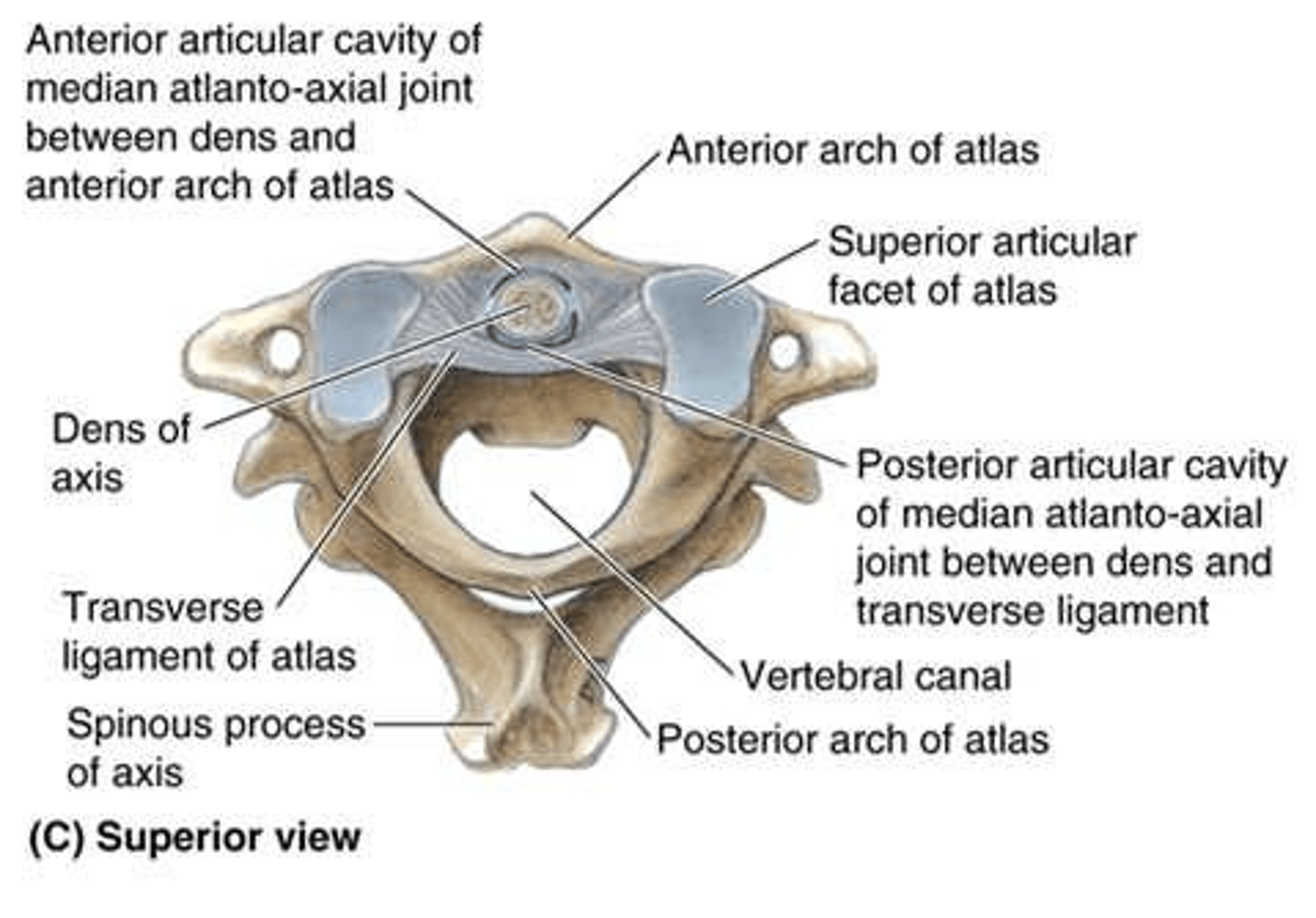 <p>Holds the dens of C2 against the anterior arch of C1; facilitates rotation.</p>