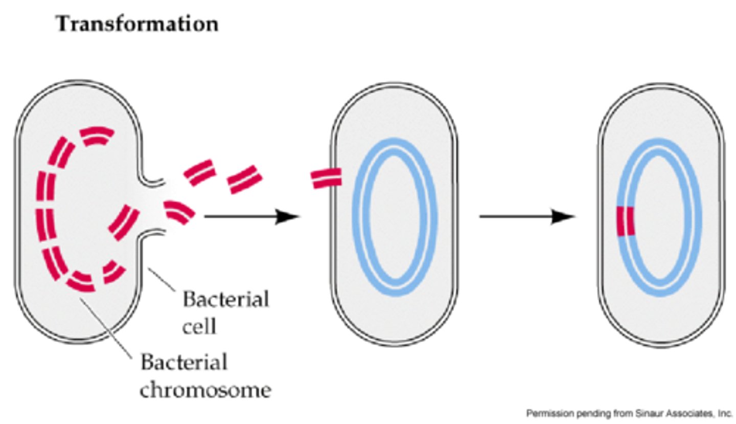 <p>integration of recombinant DNA into a bacterial cell from the environment</p>