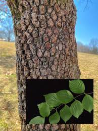 <p>Leaf: opposite, simple, arcuate venation, smooth</p><p>Flower and Fruit: small yellow/green flowers in center of four white modified leaflets (looks like a white flower) red clustered drupes, onion shaped buds</p><p>Bark: scaley plated</p>