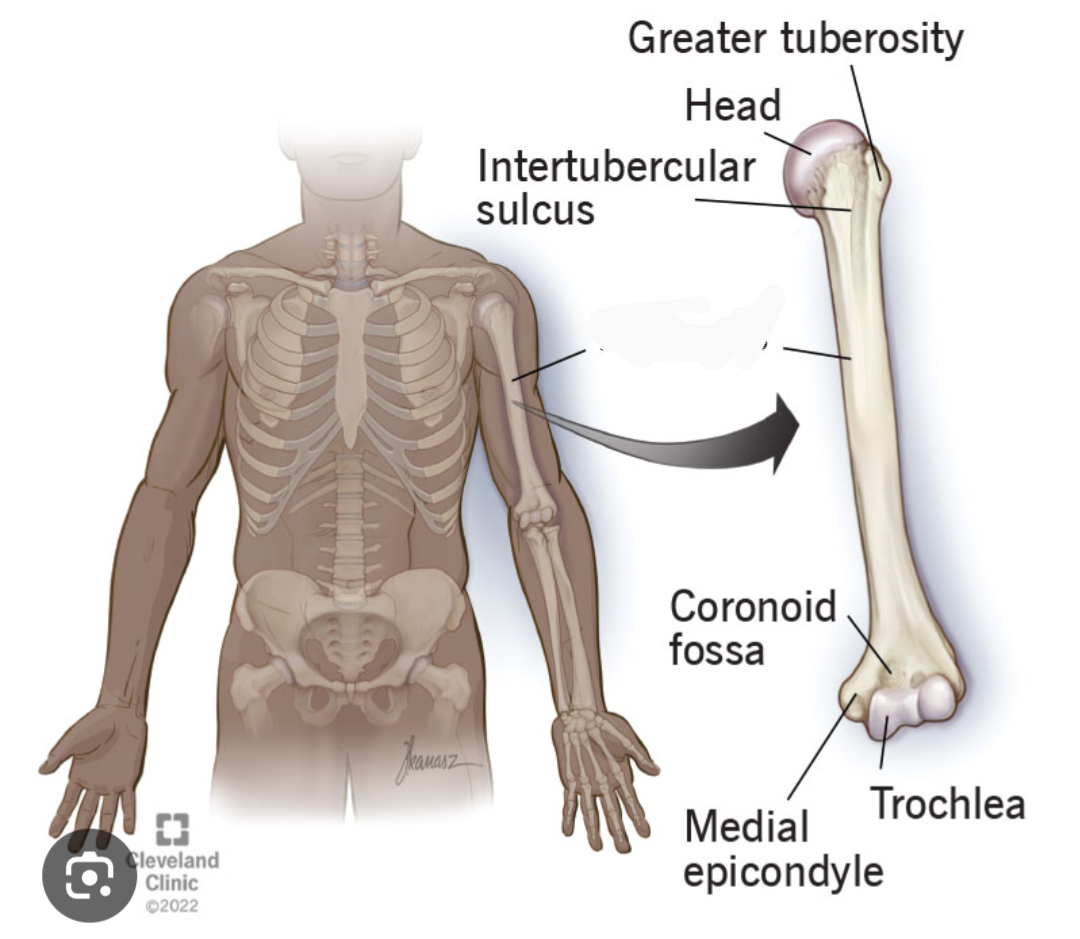 <p>What bone is this? (Appendicular)</p>