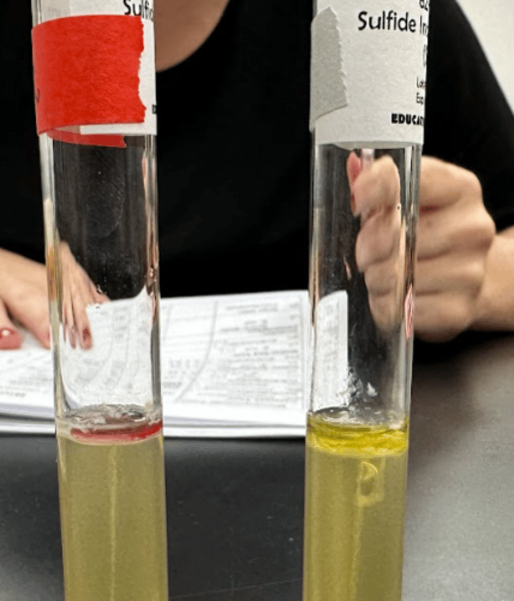 <p>What is a positive and negative reaction during the Indole Production Test</p>