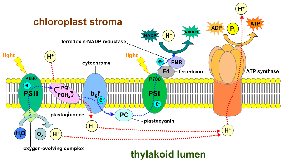 <ul><li><p>photosystem II</p></li><li><p>cytochrome complex</p></li><li><p>photosystem I</p></li><li><p>NADP+ reductase</p></li><li><p>ATP synthase</p></li></ul><p></p>