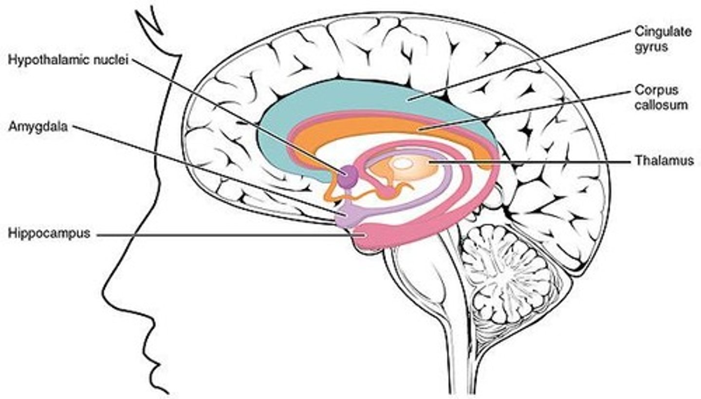 <p>Brain region critical for processing fear and emotions.</p>