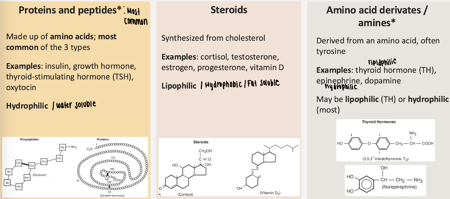 <p>Chemical classes of hormones</p>