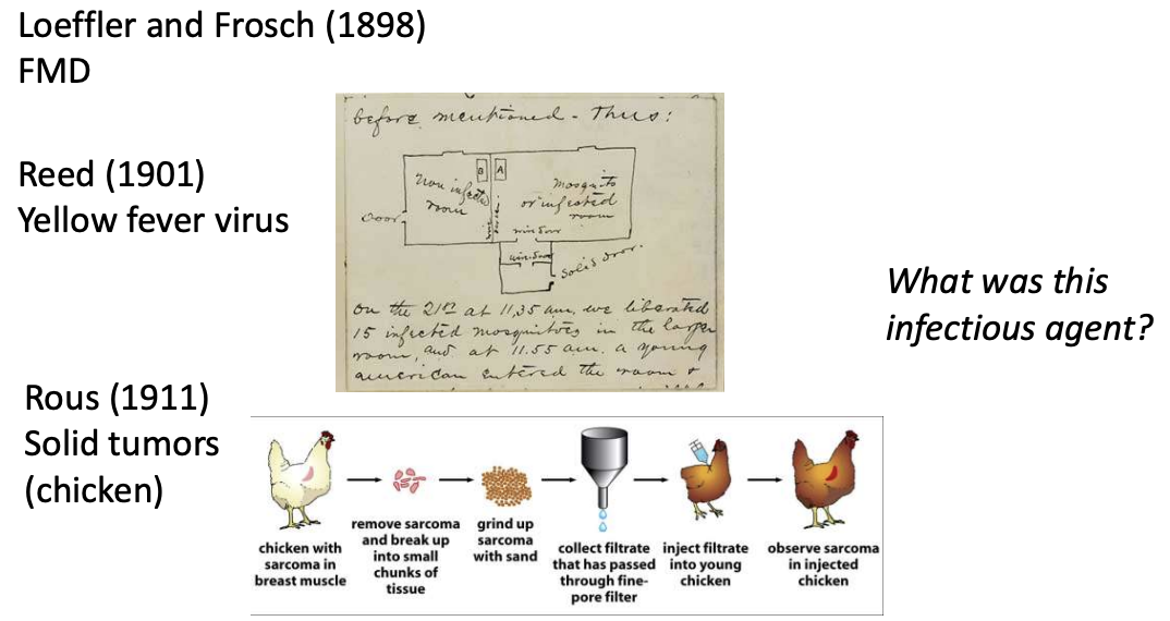 <ul><li><p><strong>Loeffler and Frosch</strong> (1898) discovered the first animal-infecting viral disease → <u>Foot and Mouth Disease</u></p></li><li><p><strong>Reed</strong> (1901) discovered the first insect-borne viral disease → <u>Yellow Fever Virus</u></p><ul><li><p>Setup</p><ul><li><p>In 1 room, they allowed insects to feed on soldier infected with YF and kept a group of soldiers on the next room</p></li><li><p>Opened the door, causing insects to infect those soldiers from another room, resulting in death of most from YF</p></li></ul></li></ul></li><li><p><strong>Rous</strong> (1911) discovered that <u>viruses contribute to formation of solid tumors or sarcoma</u></p><ul><li><p>Obtained tumors from chicken’s breast muscle and broke those down into smaller chunks of tissue</p></li><li><p>Then ground up the tumor tissues with sand and filtered it through 0.22 um filter</p></li><li><p>Collected and inoculated filtrate to young chicken, which later on developed sarcoma</p></li></ul></li></ul><p></p>