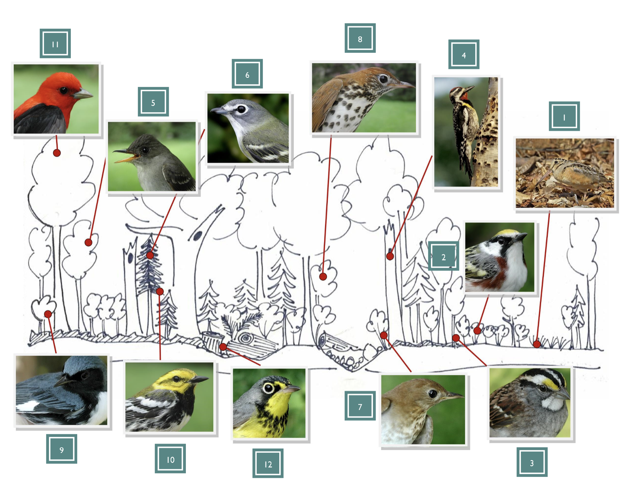 <p>A list of 12 declining forest birds that each utilize a different forest habitat. Telling private landowners to focus on these species as proxies for a healthy forest ecosystem can lead to effective conservation. These species are easier to identify and can help save forest species as a whole.</p>