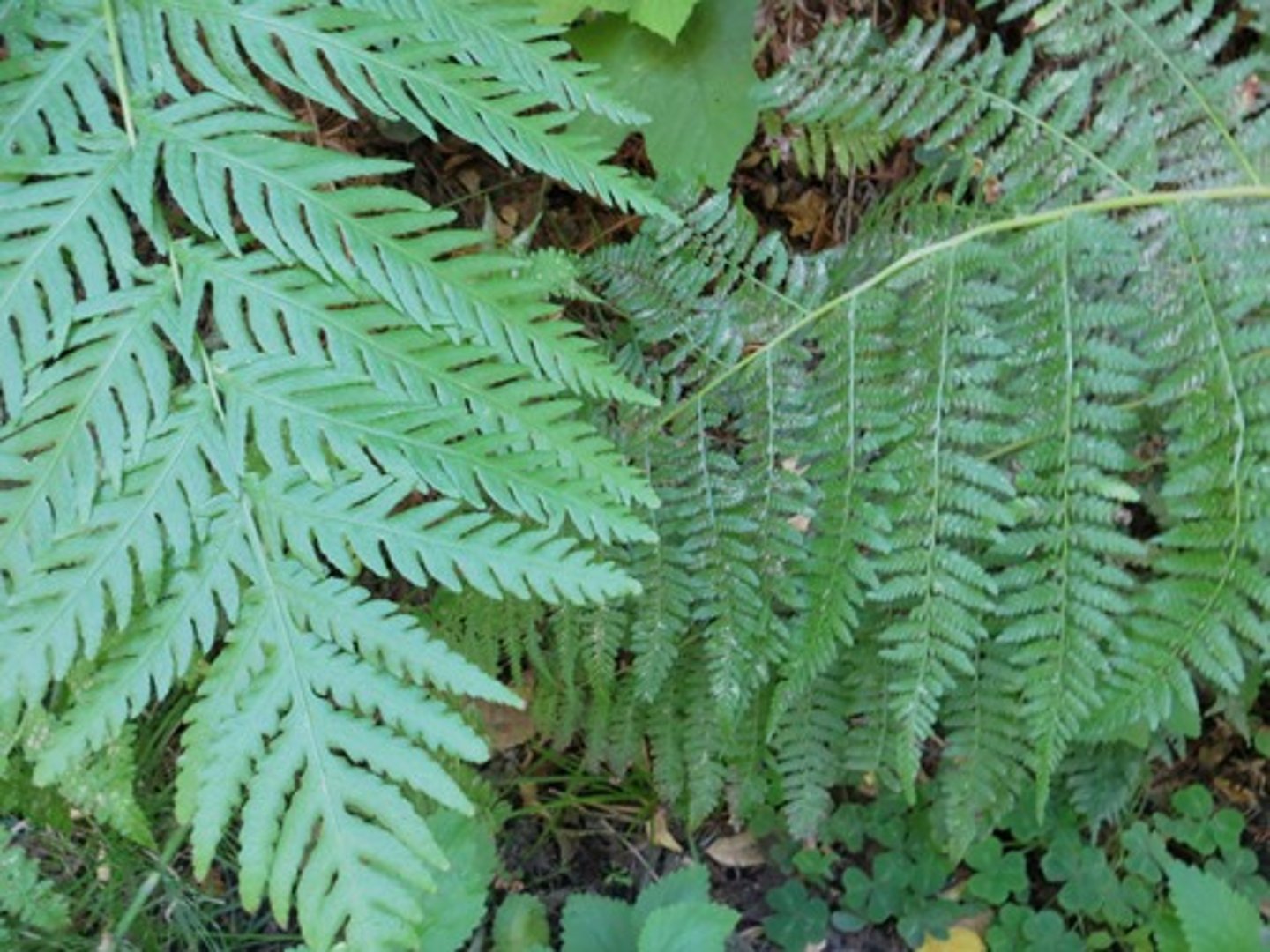 <p>Giant Chain Fern</p>
