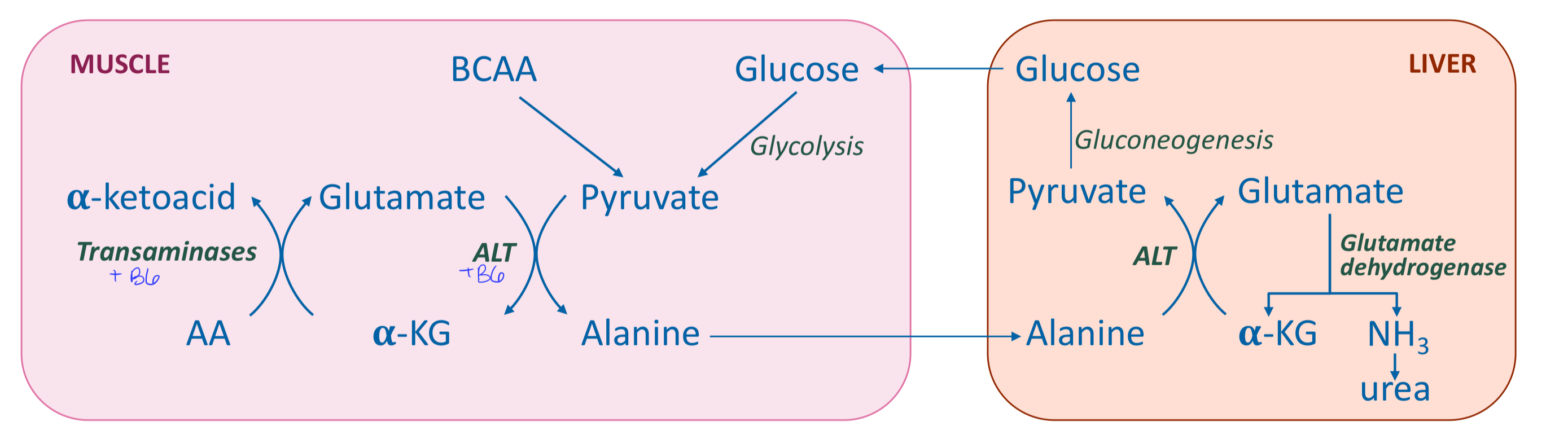 <p>AA transamination produces alanine (transport form of ammonia to liver) → produces glutamine (as other tissues) → can utilize branched chain amino acids</p>