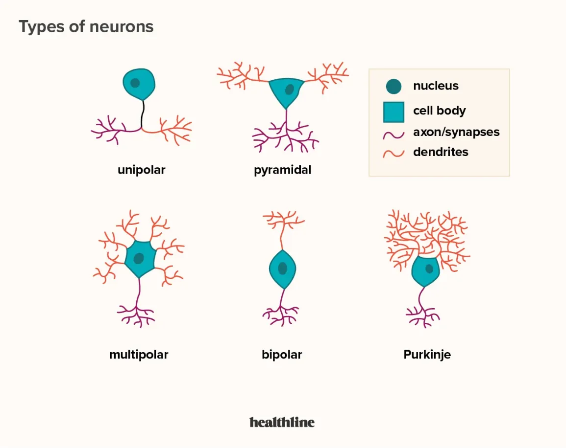 <p>e<span>xtensions of a neuron cell, primarily the dendrites which receive signals from other neurons, and the axon which transmits the electrical signal away from the cell body to other neurons</span></p><ul><li><p><span>the dendrites "listen" to incoming signals while the axon "speaks" by sending signals out.&nbsp;</span></p></li></ul><p></p>
