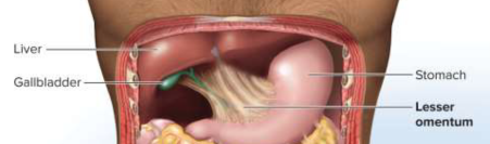 <p>Lesser omentum</p>