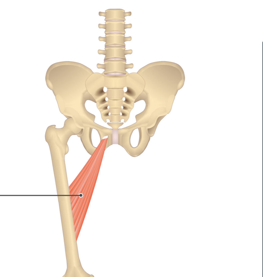 <p></p><p>origin: inferior ramus of pubis</p><p>insertion: linea aspera</p>