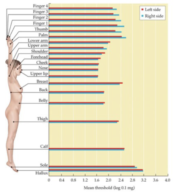 <p>touch detection ability (inverse of absolute threshold - high sensitivity = low threshold, low sensitivity = high threshold)</p><ul><li><p>highest on face</p></li><li><p>lowest on foot</p></li></ul><p></p>