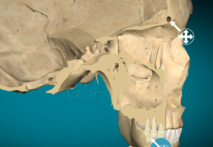 <p>Frontal sinus</p>