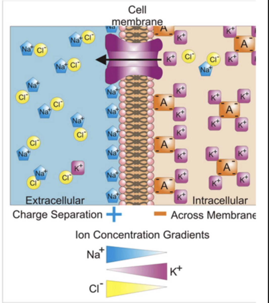 <p>multisubunit protein complexes that respond to changes in membrane potential with conformational changes </p><p>- very fast response (milliseconds to seconds)</p><p>(leading to opening/closing)</p><p>(isoforms for Na+, K+, Ca2+, and Cl- ions)</p>